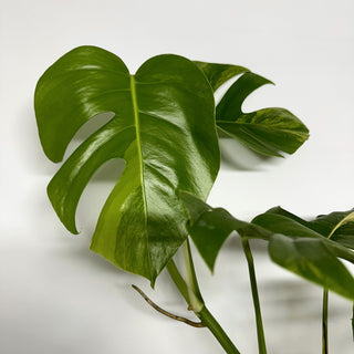 Z-2239 - Monstera deliciosa 'Marmorata'