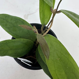 Z-2148 - Hoya 'Evy'