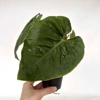 Z-2276 - Philodendron aff. brandtianum (Shingling Form)