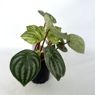 Z-2285 - Peperomia argyreia variegata