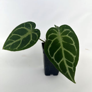 Anthurium 'Big Bertha' x unknown