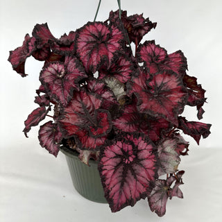 Z-2181 - Begonia 'Steve's Leaves Phantom' - 10in Hanging Basket **NEW**