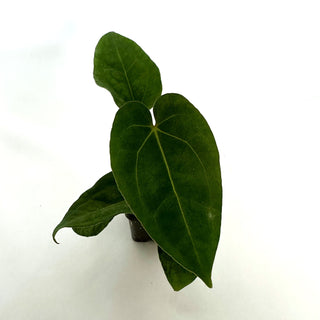 Anthurium 'Doc Block F2' x 'Ace of Spades'/papillilaminum