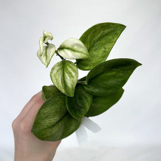 Z-2214 - Scindapsus treubii 'Moonlight Mint'