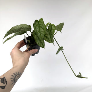 Z-2287 - Monstera siltepecana 'El Salvador'