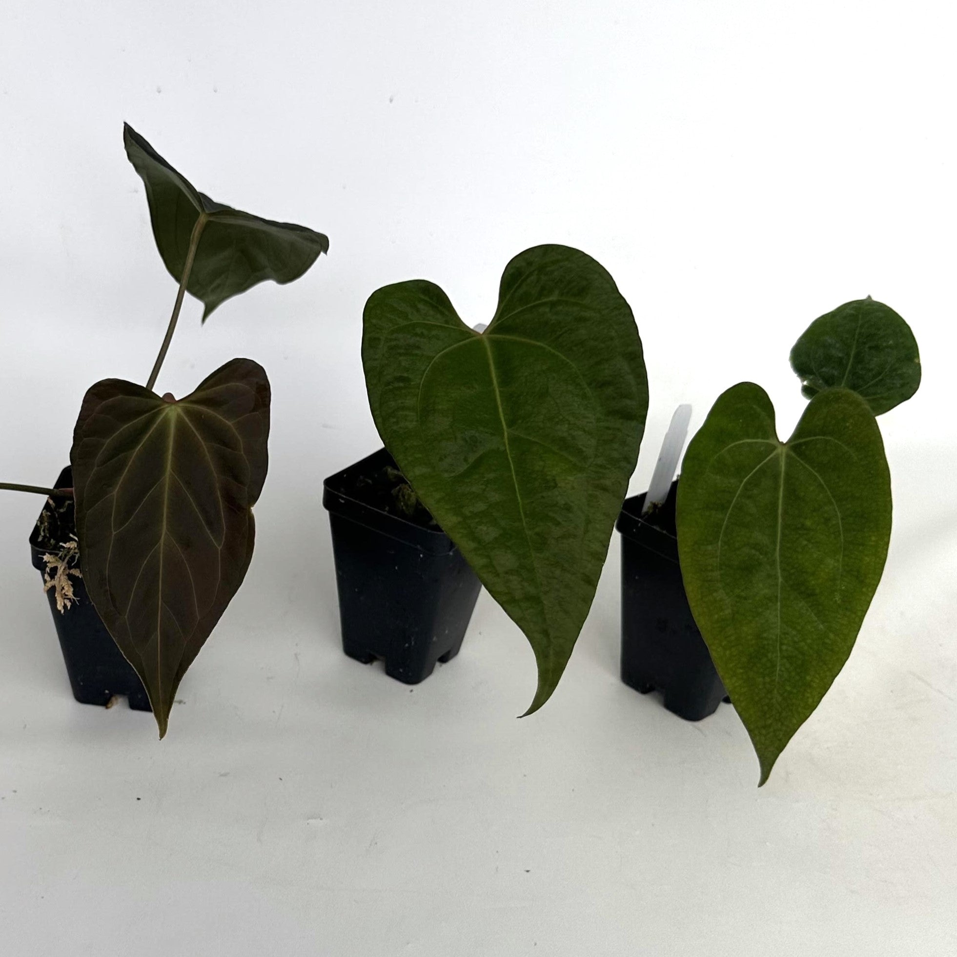 anthurium ace of purple Anthurium forgetii/'Ace of Spades' x papillilaminum – Steve's Leaves