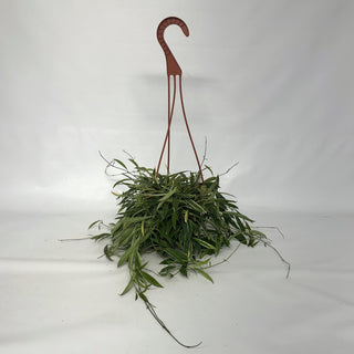 Z-2126 - Hoya tsangii albo-marginata - 6" Hanging Basket