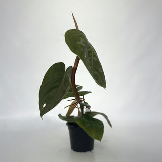 Z-2145 - Philodendron aff. brandtianum (Shingling Form)