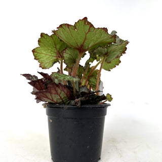 Begonia '50 Shades of Gray'