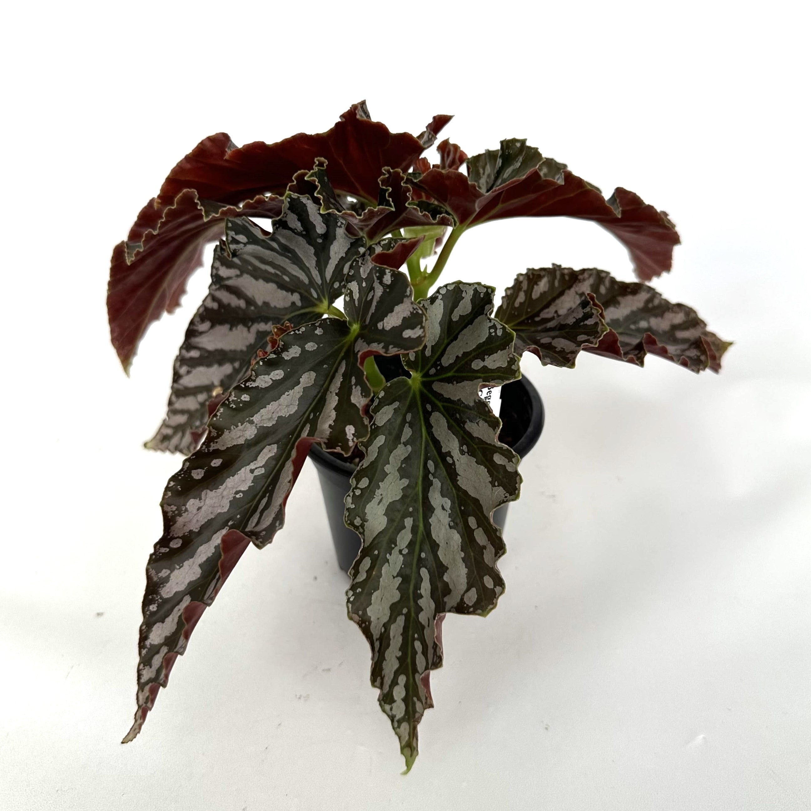 philodendron catherine Begonia 'Catherine Too'
