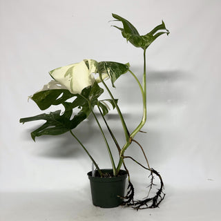 Z-2234 - Monstera deliciosa var. borsigiana albo-variegata