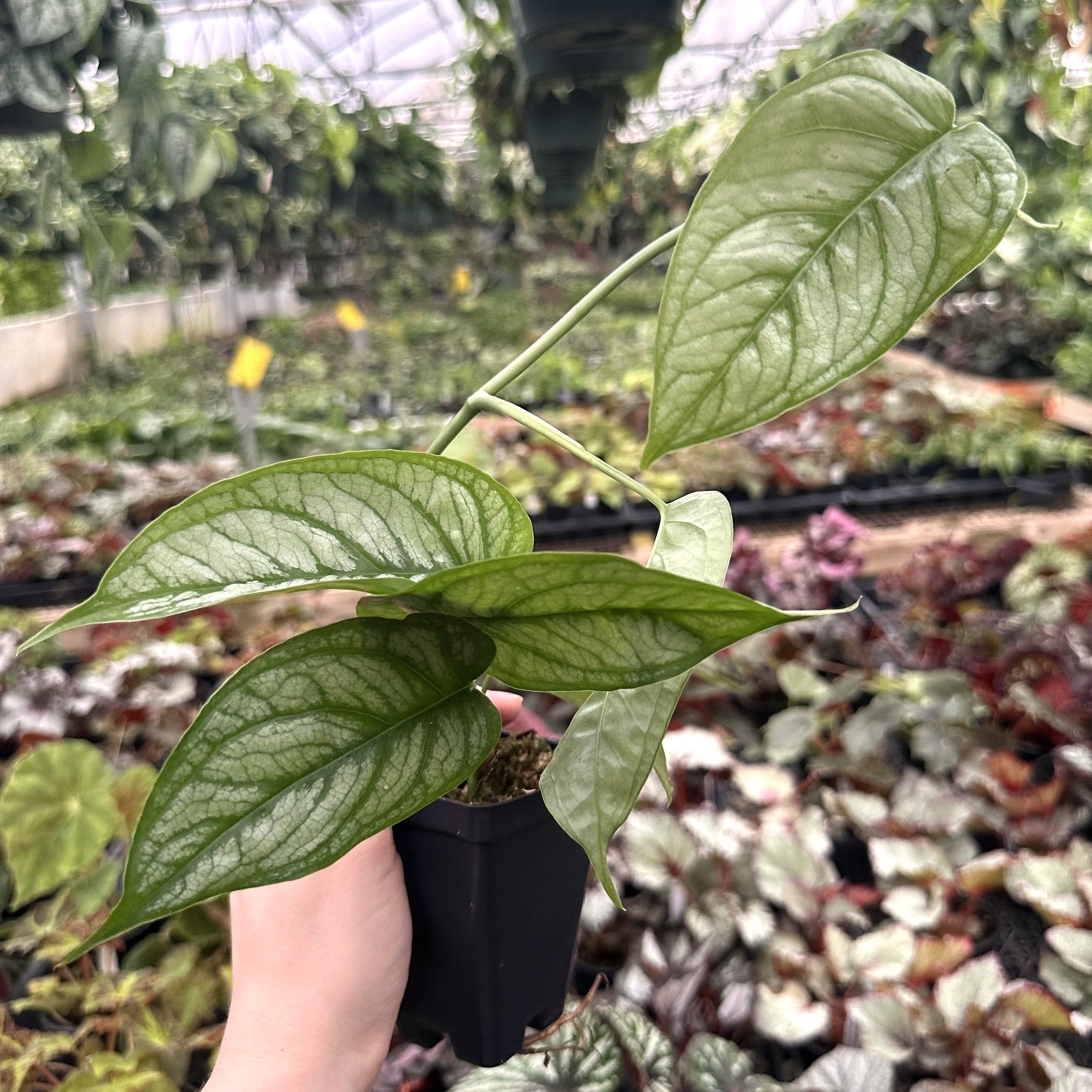 el salvador plant monstera Monstera siltepecana 'El Salvador'