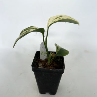 Z-2213 - Scindapsus hederaceus ‘Blue Albo’ **NEW Release**