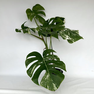 Z-2153 - Monstera deliciosa var. borsigiana albo-variegata