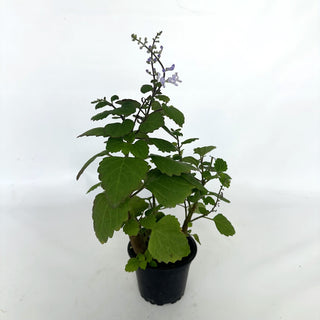Z-2146 - Plectranthus ernstii (Bonsai Mint)