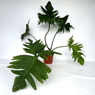 Z-2291 - Philodendron pedatum