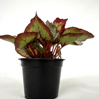 Begonia 'Steve's Leaves Dragon Scale'