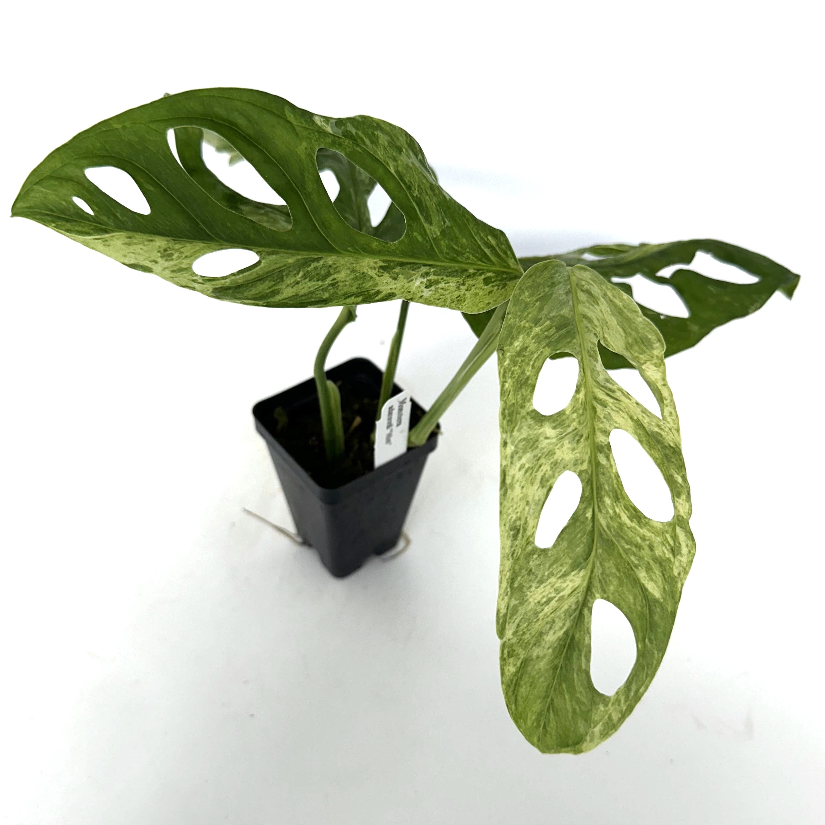 monstera mint adansonii Monstera adansonii 'Mint'
