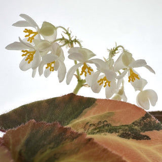 Z-2189 - Begonia ‘Withlacoochee’ (Variegated)
