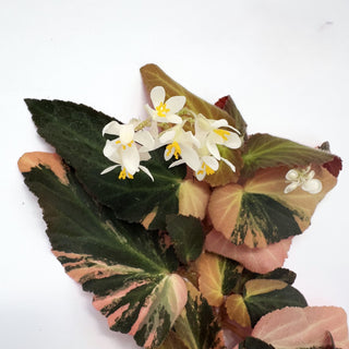 Z-2211 - Begonia ‘Withlacoochee’ (Variegated)