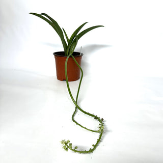 Drimiopsis kirkii (Giant Squill) - 5.5" Pot