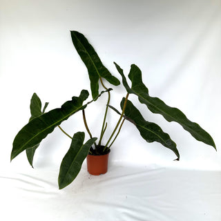 Z-2296 - Philodendron atabapoense