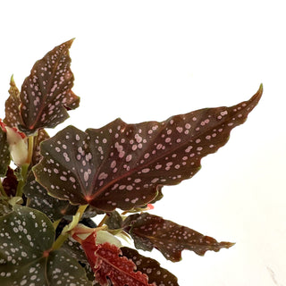 Begonia 'Aerial'