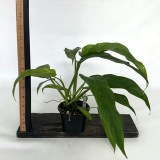 Z-2141 - Philodendron sagittifolium