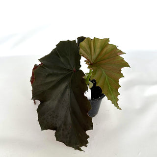 Begonia 'Black Out'