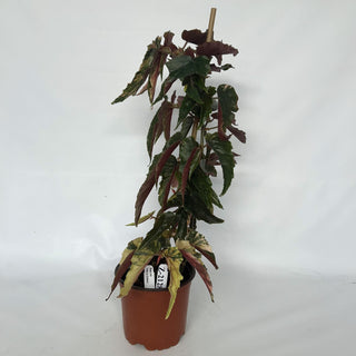 Z-2128 - Begonia 'Ginny Galaxy'