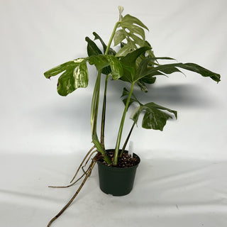 Z-2269 - Monstera deliciosa var. borsigiana albo-variegata