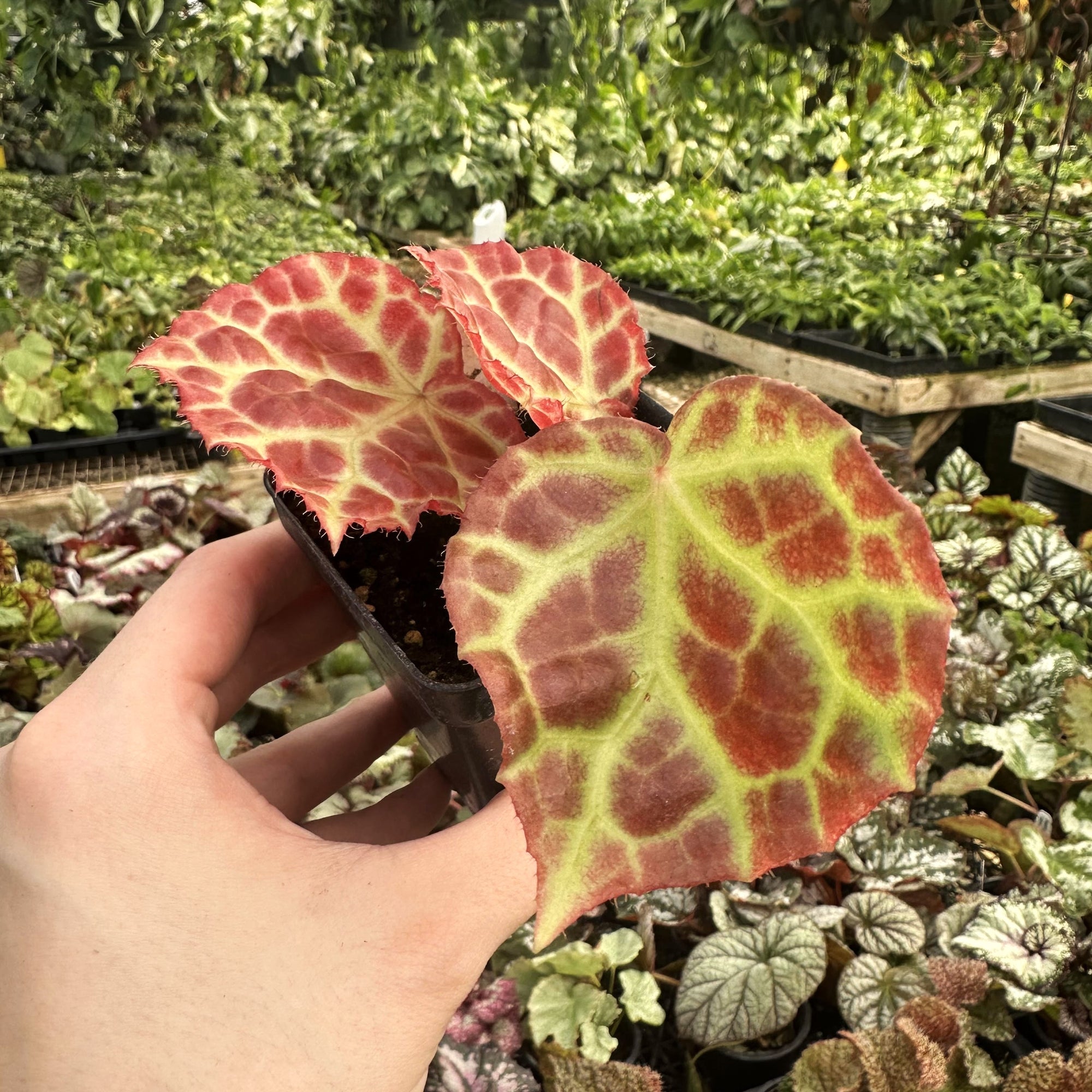 Begonia rajah – Steve's Leaves