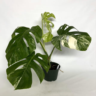Z-2235 - Monstera deliciosa var. borsigiana albo-variegata