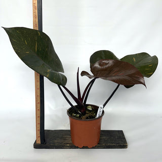 Z-2129 - Philodendron 'Orange Princess'