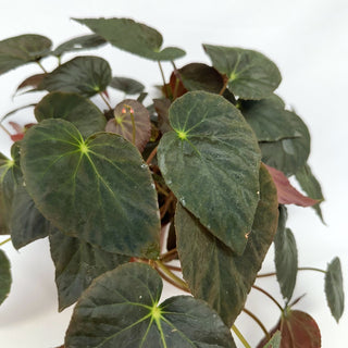 Z-2229 - Begonia pavonina - 6in Hanging Basket **NEW**