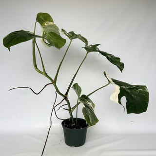 Z-2152 - Monstera deliciosa var. borsigiana albo-variegata