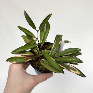 Z-2201 - Hoya wayetii 'Lori Lyn'