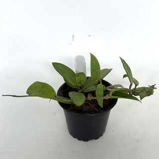 Z-2224 - Hoya 'Silver Lady'