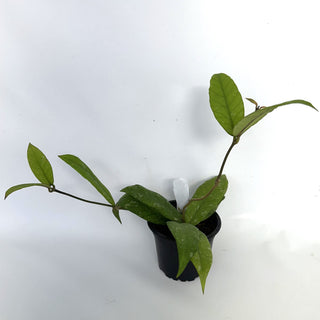 Z-2219 - Hoya sp. Aceh Gayo Lues **NEW Release**
