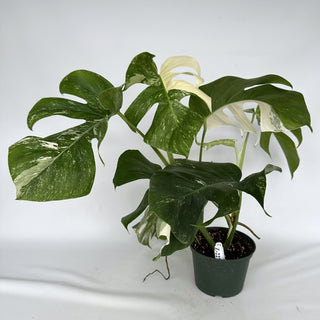 Z-2274 - Monstera deliciosa var. borsigiana albo-variegata