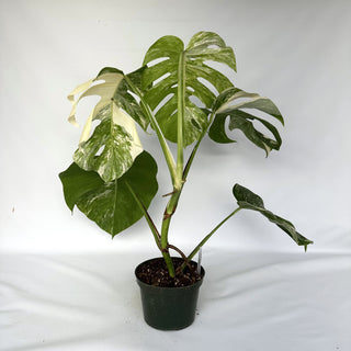 Monstera deliciosa var. borsigiana albo-variegata [#975]