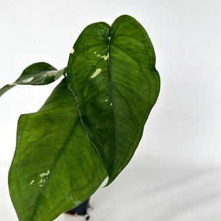 Z-2164 - Syngonium chiapense variegated