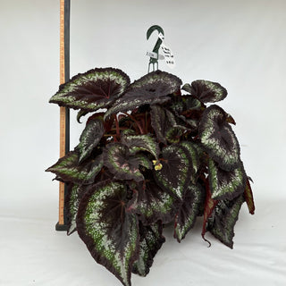 Z-2180 - Begonia 'Black Beauty' - 10in Hanging Basket **NEW**