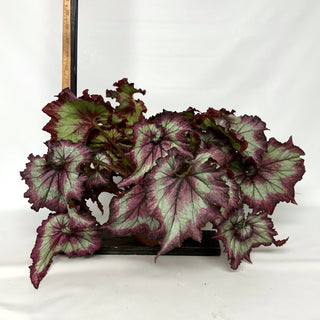 Z-2232 - Begonia 'Raspberry Torte' - 6in Hanging Basket **NEW**