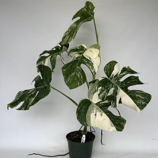 Z-2154 - Monstera deliciosa var. borsigiana albo-variegata