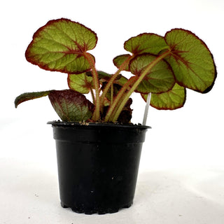 Begonia 'Fireflush'