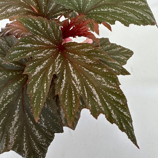 Begonia 'Bobbie Price'