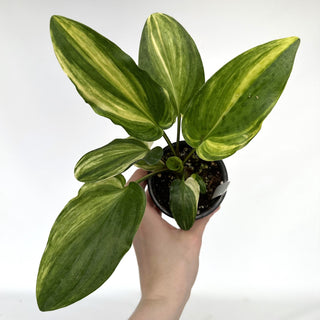 Z-2288 - Drimiopsis maculata variegata **NEW Release**