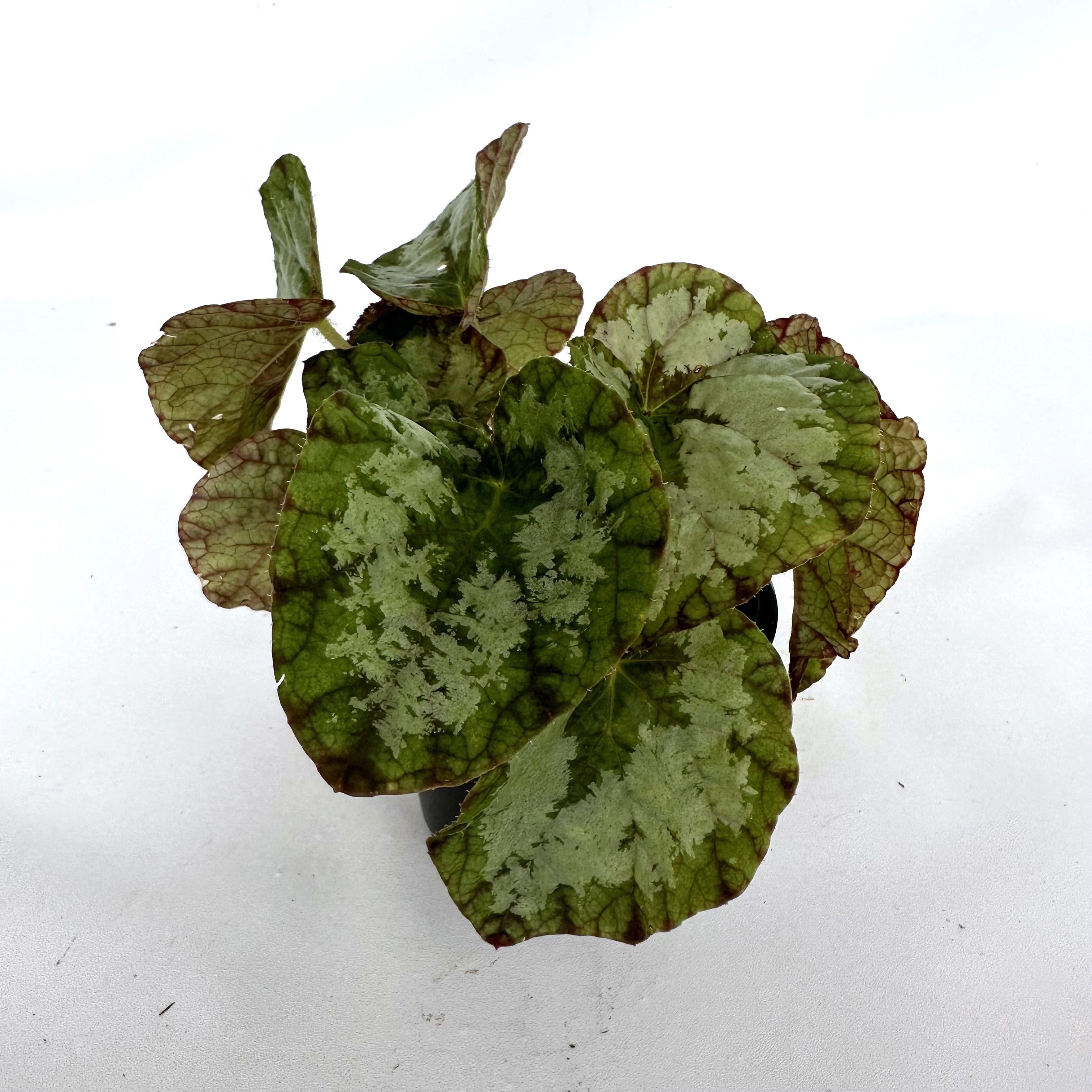 brown spots elephant ear plant Elephant Ear Begonia with Giant Silver-Banded Leaves