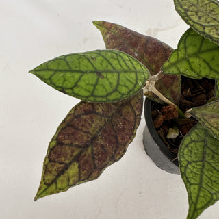 Z-2172 - Hoya finlaysonii